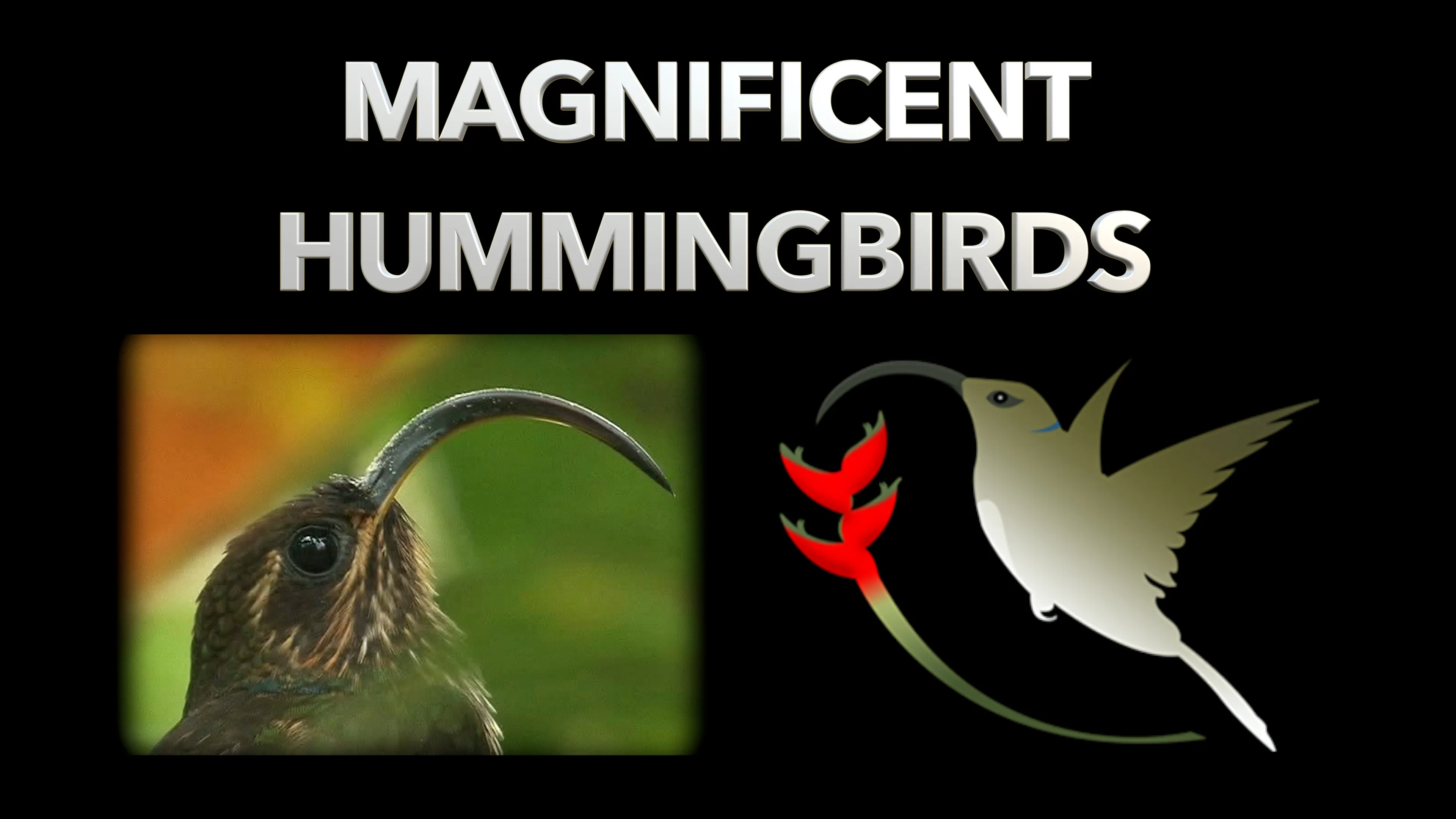 Magnificent Hummingbirds poster